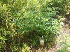 IMG_20210620_103245.jpg