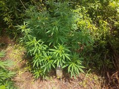IMG_20210620_103322.jpg