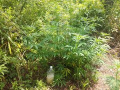 IMG_20210620_103348.jpg