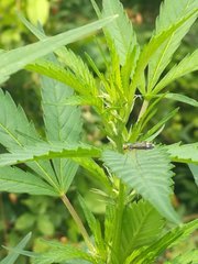 IMG_20210620_103739.jpg