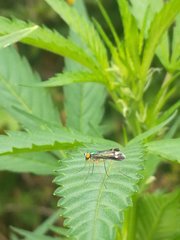 IMG_20210620_103809.jpg