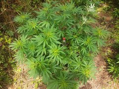 IMG_20210620_105014.jpg