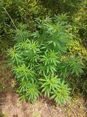 IMG_20210620_105018.jpg