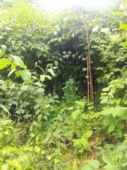 IMG_20210620_123042.jpg