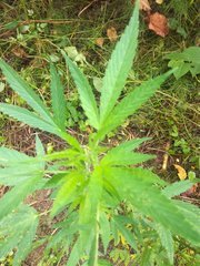 IMG_20210620_124026.jpg