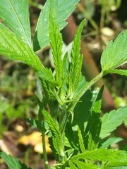 IMG_20210620_130244.jpg