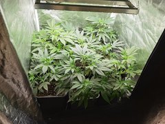 Northern Light LST cro