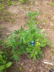 IMG_20210622_173944.jpg