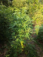 IMG_20210622_174419.jpg