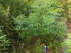 IMG_20210622_174554.jpg