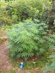 IMG_20210622_174617.jpg