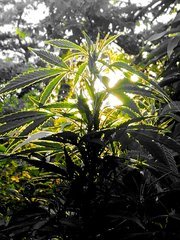 IMG_20210622_184012.jpg