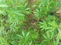 IMG_20210622_222738.jpg
