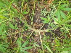 IMG_20210622_222755.jpg