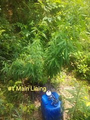 IMG_20210626_182754.jpg