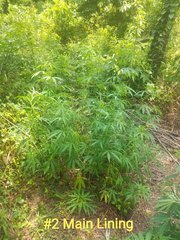 IMG_20210626_182834.jpg