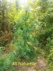 IMG_20210626_182925.jpg