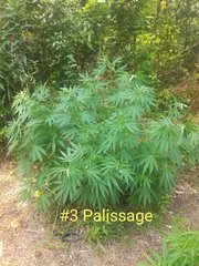 IMG_20210626_183013.jpg