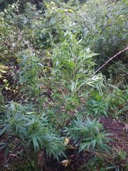 IMG_20210627_190530.jpg