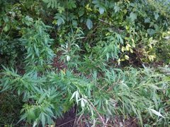 IMG_20210627_190605.jpg