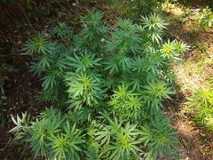 IMG_20210630_134326.jpg