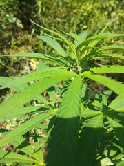 IMG_20210630_134451.jpg