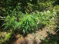 IMG_20210630_135205.jpg