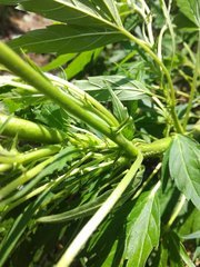 IMG_20210630_135350.jpg