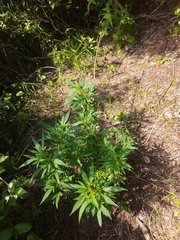 IMG_20210630_135548.jpg