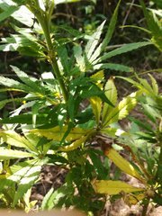 IMG_20210630_135624.jpg