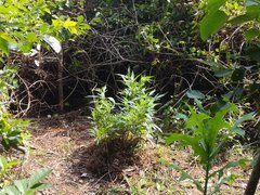 IMG_20210630_140654.jpg