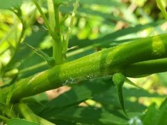 IMG_20210630_152148.jpg