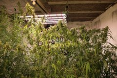 batch_IMG_7638.JPG
