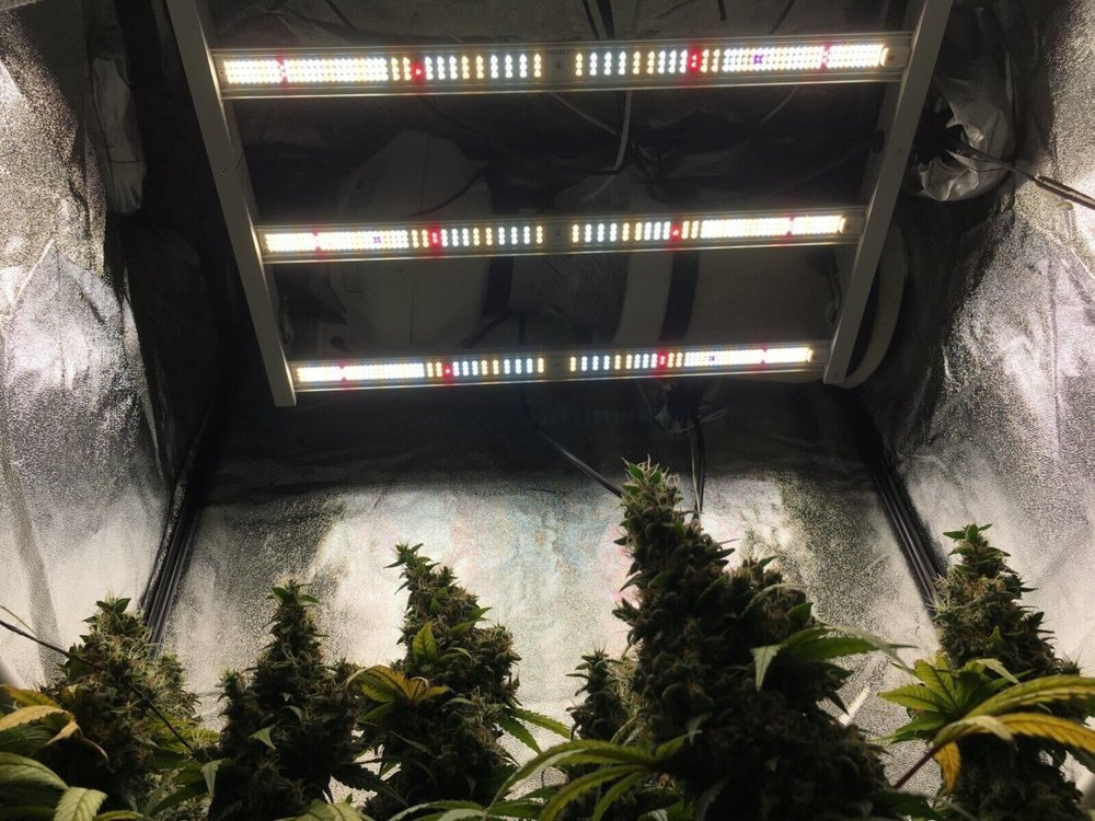 FC 3000 LED grow light-mars hydro.jpg