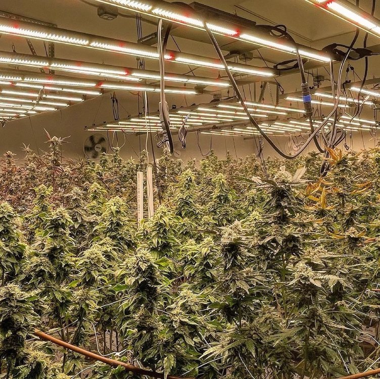 Mars Hydro FC-E6500 LED grow light.jpg
