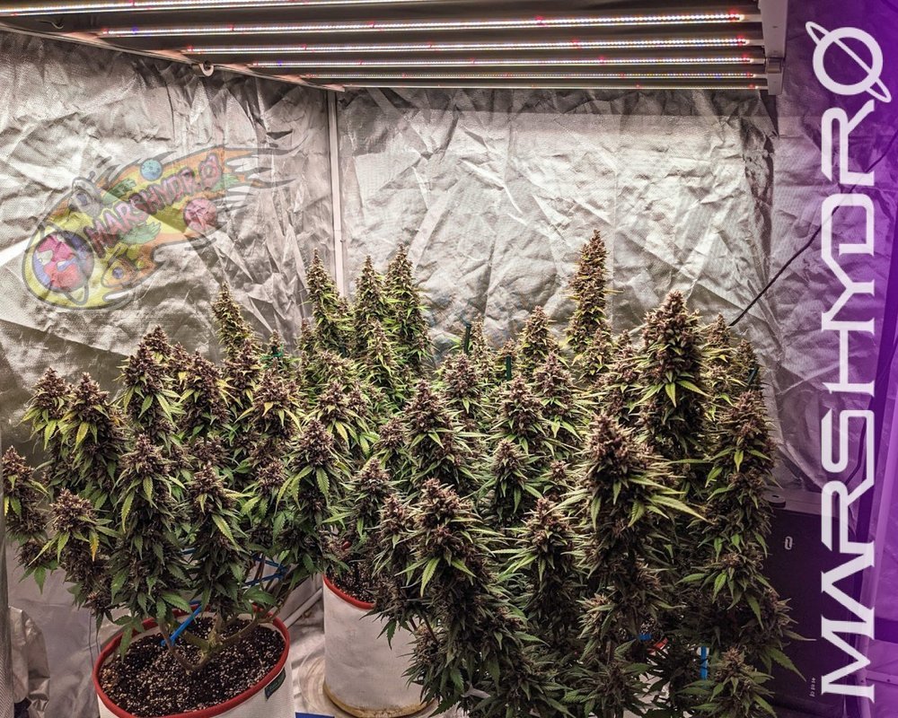 mars hydro FC 4800 led grow light.jpg