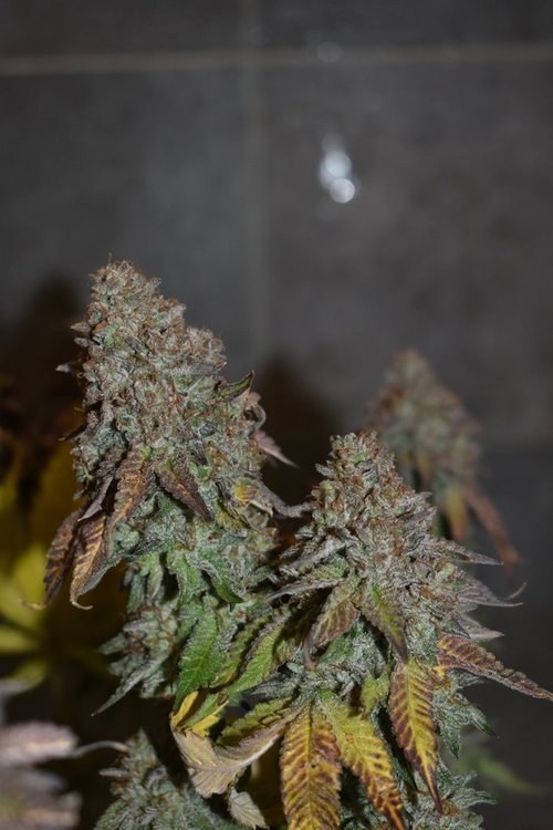 DSC_3314.JPG