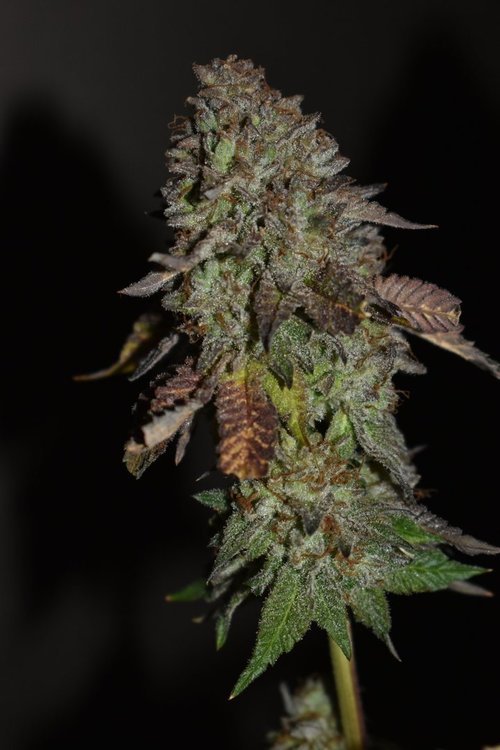 DSC_3328.JPG