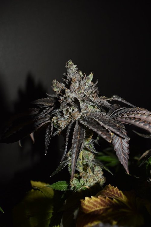 DSC_3352.JPG
