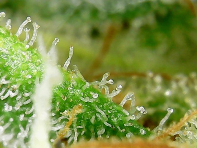 F91A1f.jpg.d93495ae1ef04996c81d90478aad4d72.jpg