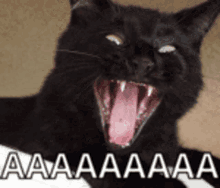 aaaaaaaaaaa-cat-scream.gif.446331435502161ac493cbb3bf6a4619.gif