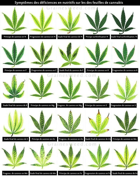 carence-engrais-cannabis1.thumb.jpg.241f5d218bd55371c70a491c37dc9728.jpg
