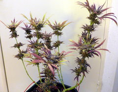 K13 Haze #2 f+78.JPG