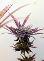 K13 Haze #2 f+78 (8).JPG