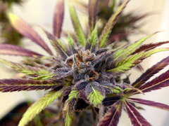 K13 Haze #2 f+78 (7).JPG