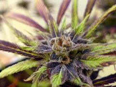 K13 Haze #2 f+78 (9).JPG
