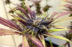 K13 Haze #2 f+78 (5).JPG