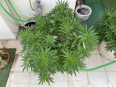La Marquise #1