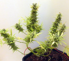 K13 Haze #1 f+78.JPG