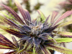 K13 Haze #2 f+78 (6).JPG